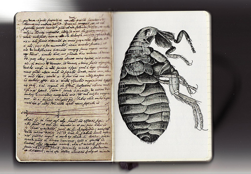 Galileo and Hooke Galileo and Hooke