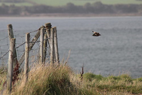 Wheatear Wheatear