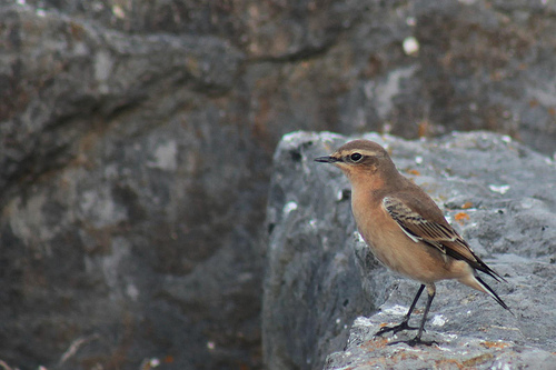 Wheatear Wheatear