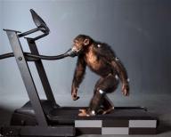 Chimp on treadmill