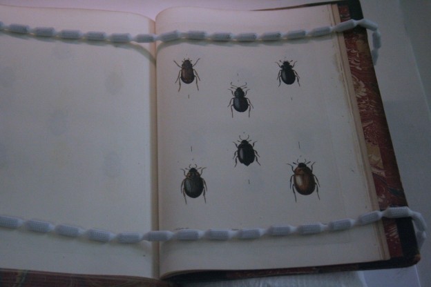 Stephens Illustrations of British Entomology