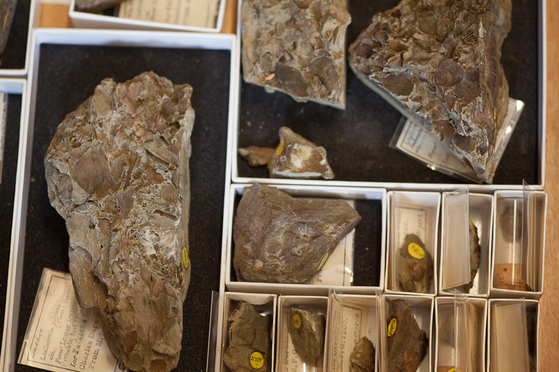 Fossil brachiopods