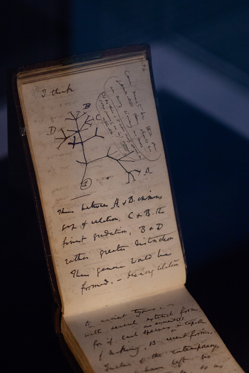Darwin’s Notebook B, with its iconic ‘I think’ evolutionary tree diagram.