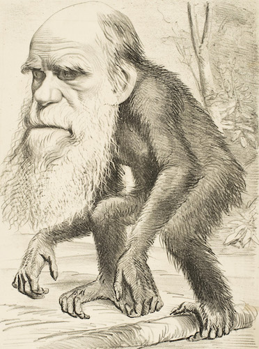 Darwin ape cartoon