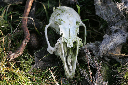 Rabbit's skull