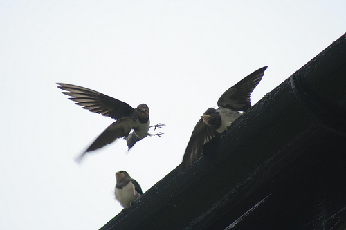 Swallow feeding its young