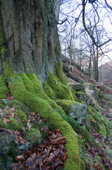 Mossy tree roots near Alcomden Water
