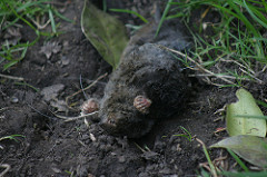 Dead mole