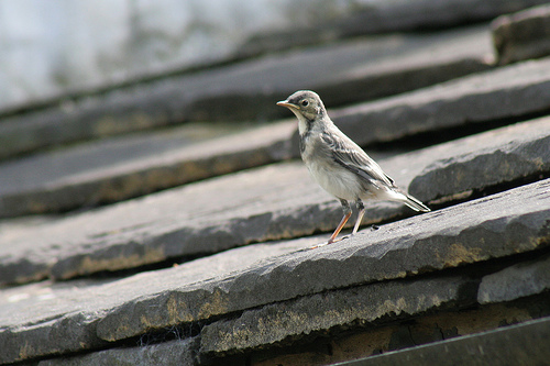 Pied wagtail fledgling