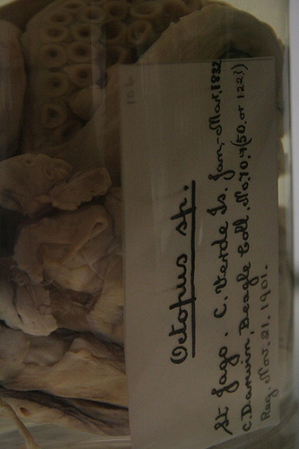 Darwin's octopus label