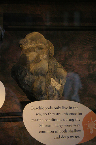 Brachiopod fossils, Sedgwick Museum, Cambridge