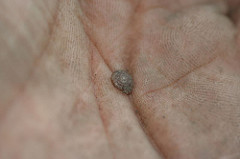 Very small snail