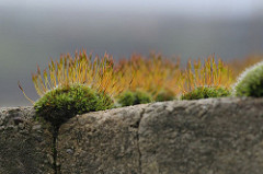 Wall Screw-Moss