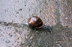 First Snail
