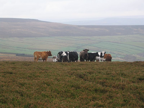 Cows on moor