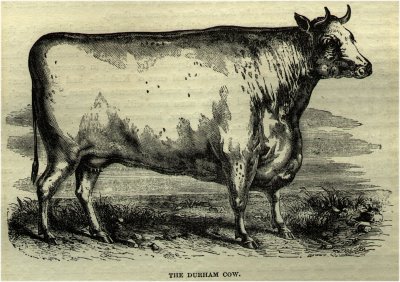 The Durham Cow