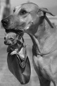 Great Dane & Chihuahua