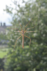 Crane fly