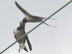 Swallows feeding