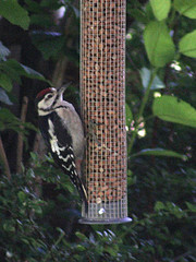 Woodpecker