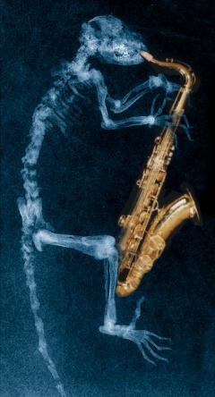 Darwinius sax