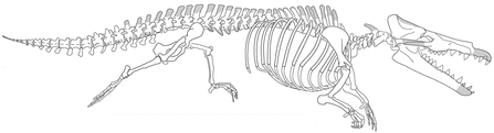 Maiacetus inuus
