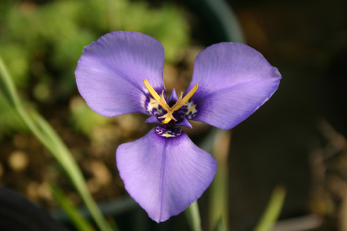 Herbertia darwinii