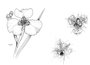 Herbertia darwinii