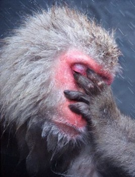Monkey facepalm