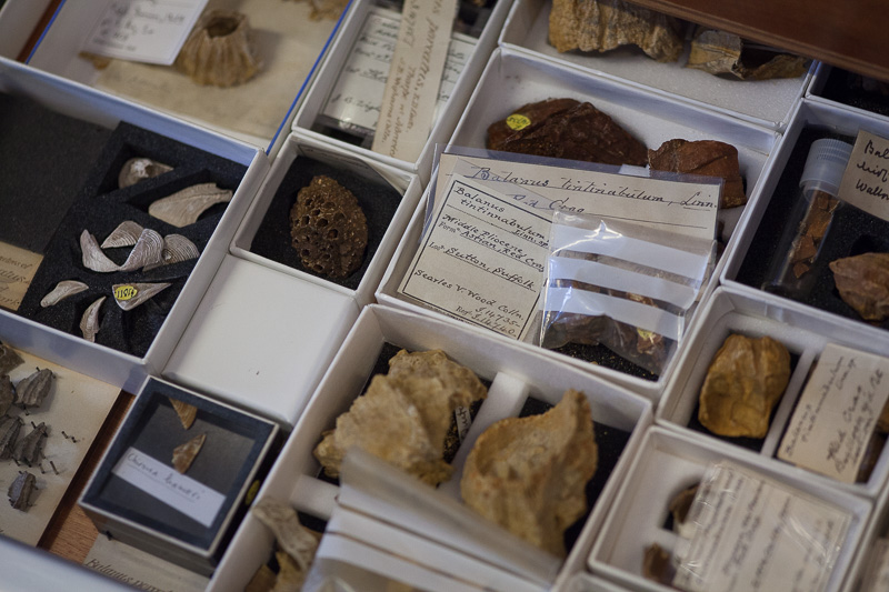 The great Darwin fossil hunt
