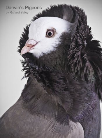 Book review: ‘Darwin's Pigeons’ by Richard Bailey
