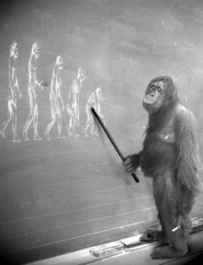 Isn't Evolution Only a Theory?