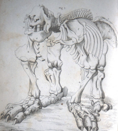 23-Sep-1832: Darwin discovers a ‘rhinoceros’