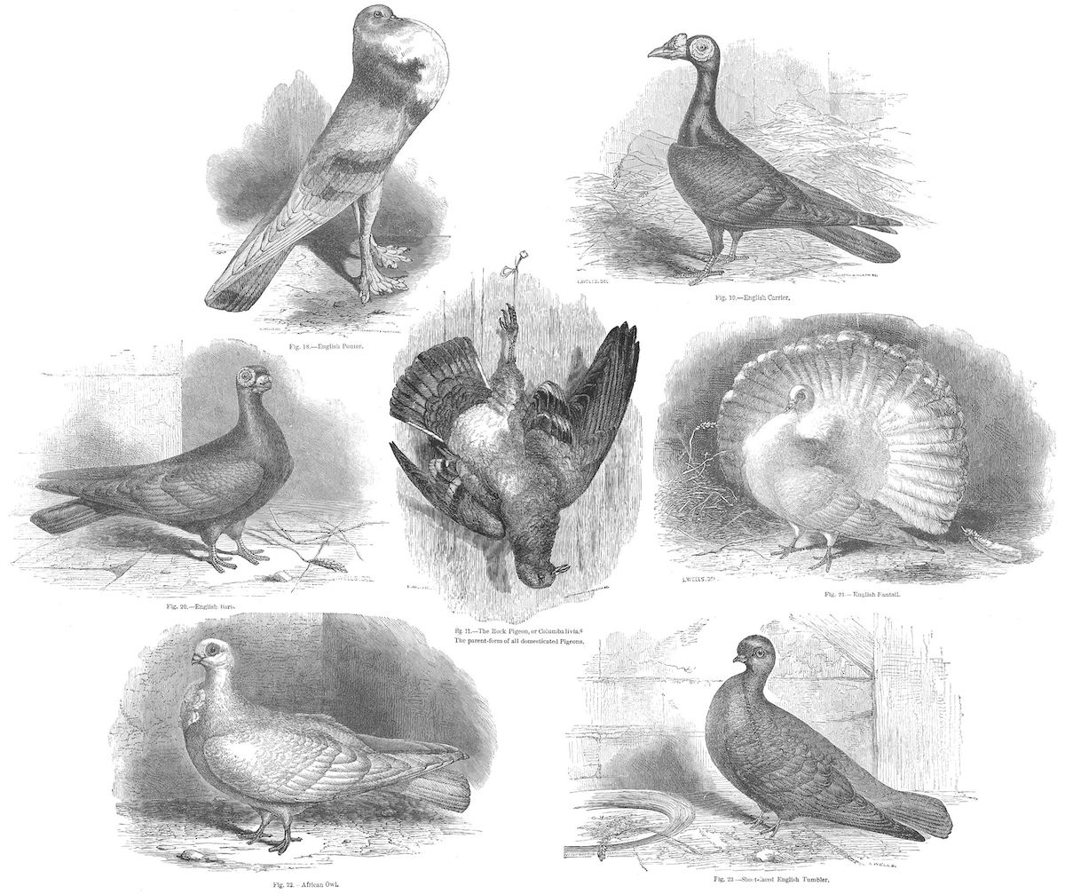 03-May-1859: The first review of ‘On the Origin of Species’…