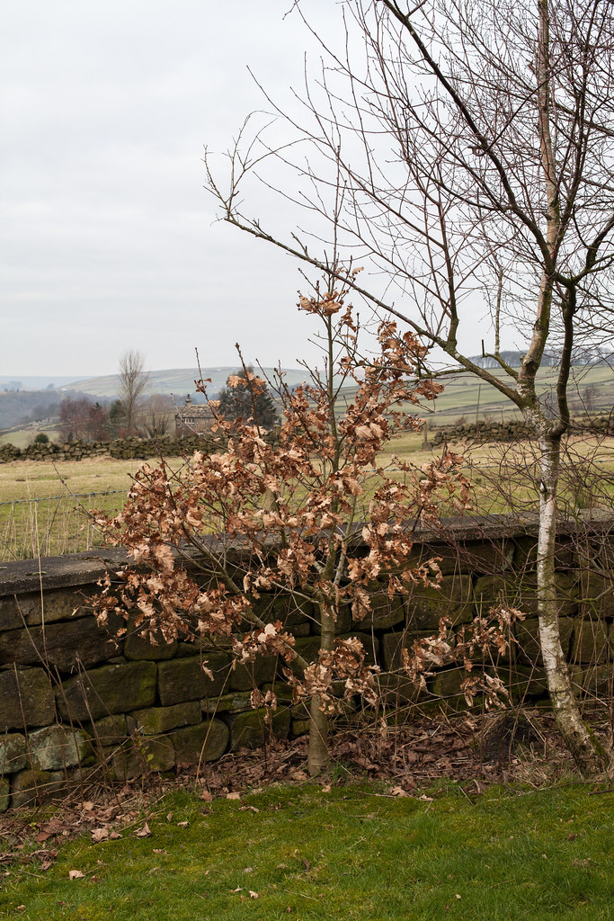 Darwin Bicentennial Oak, 2015