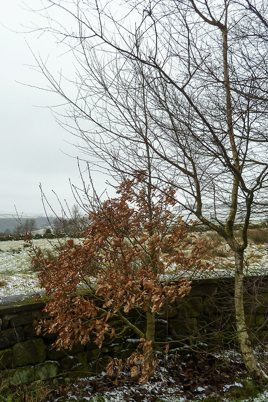 Darwin Bicentennial Oak, 2017