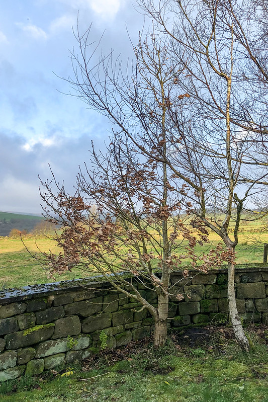 Darwin Bicentennial Oak, 2020