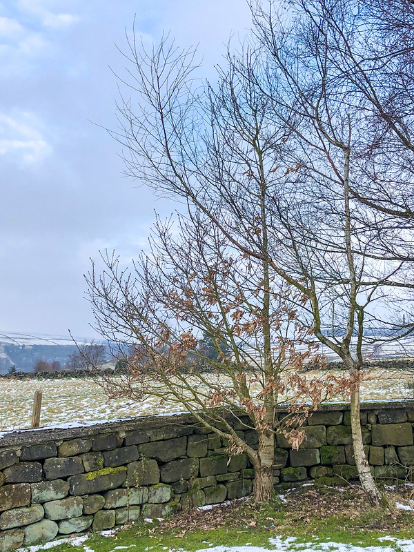 Darwin Bicentennial Oak, 2021