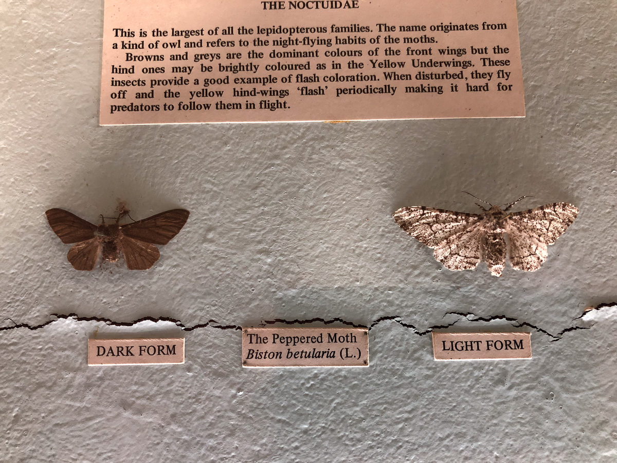 Newsletter No. 19: ‘Ruinous propensity’