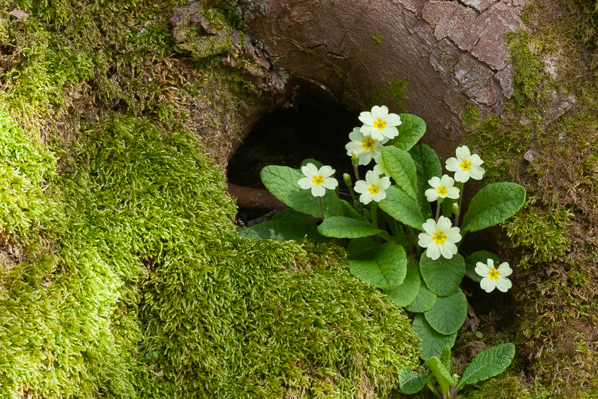 Primroses