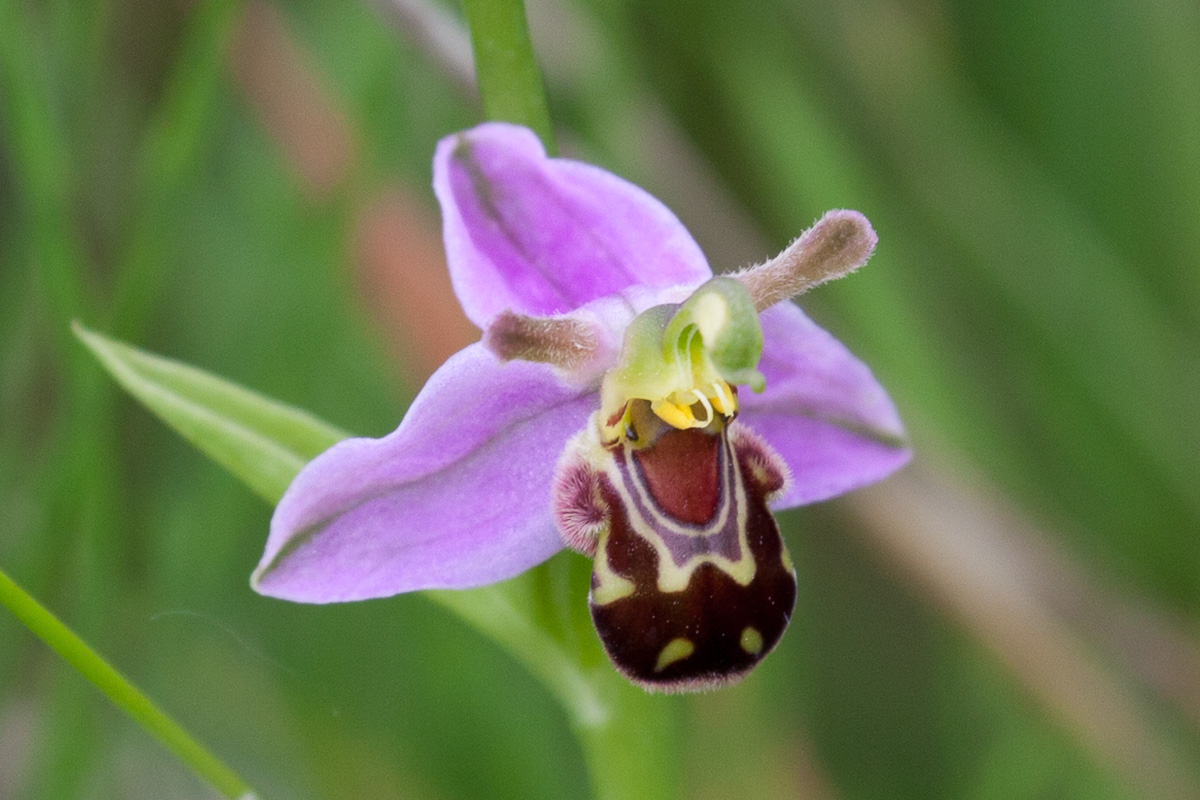 Newsletter No. 22: ‘I ought to stick to Orchids’