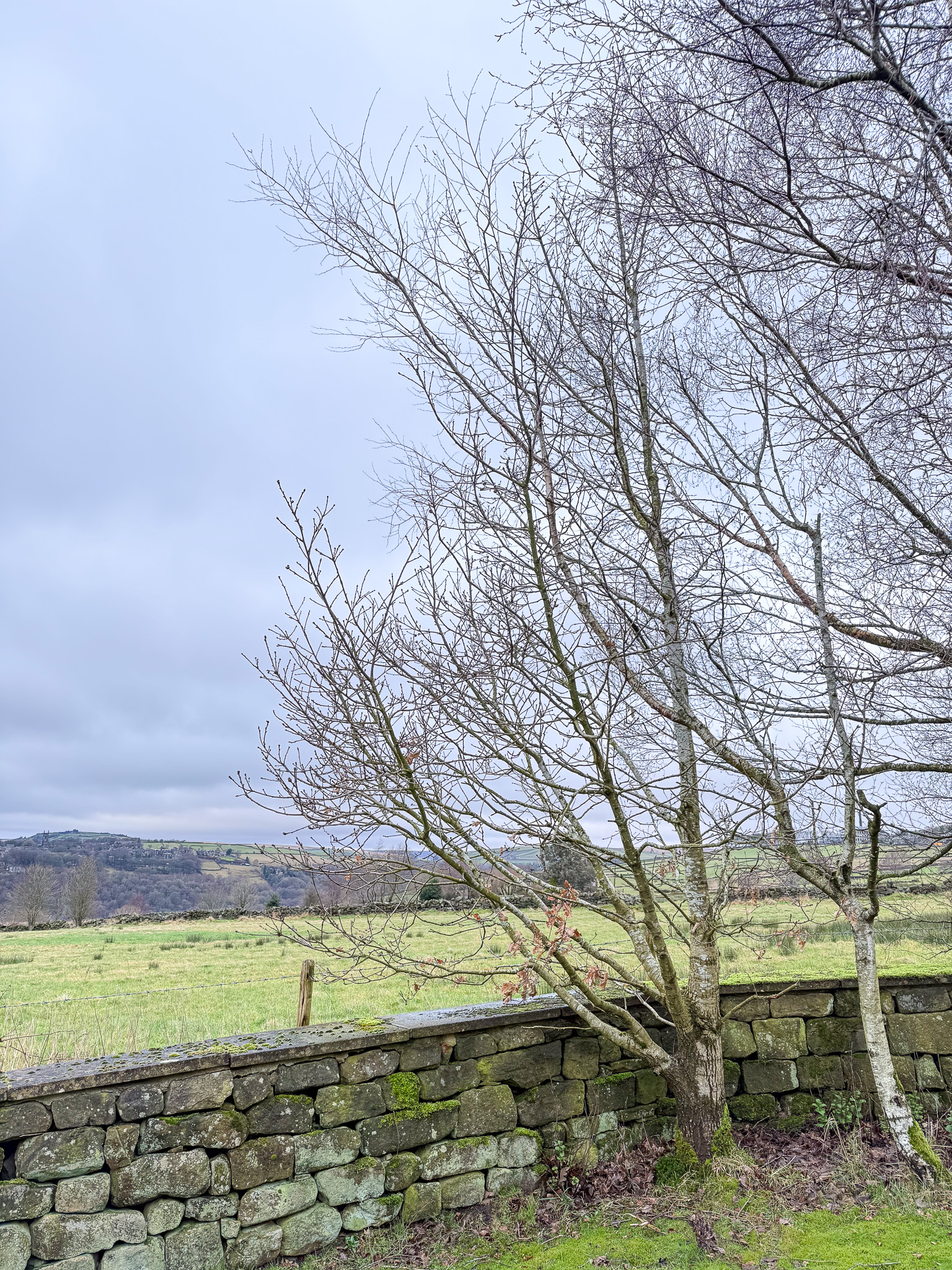 Darwin Bicentennial Oak, 2026