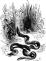 Earthworms