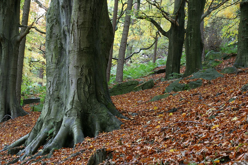 Beech, Autumn