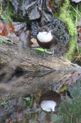 Dipper