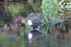 Dipper