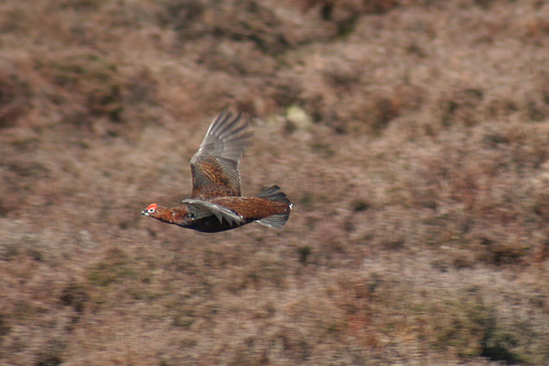 Red Grouse
