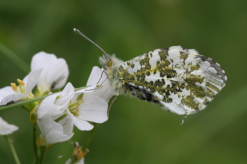 Female Orange-tip Butterfly Female Orange-tip Butterfly