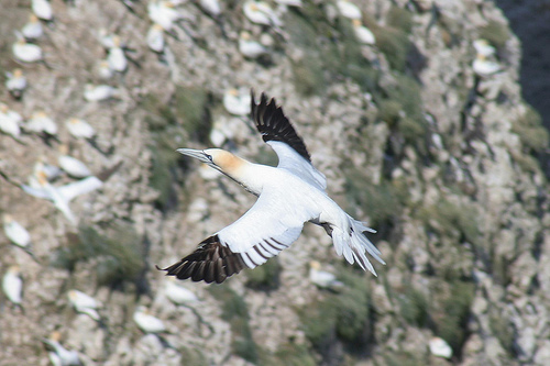 Gannet Gannet