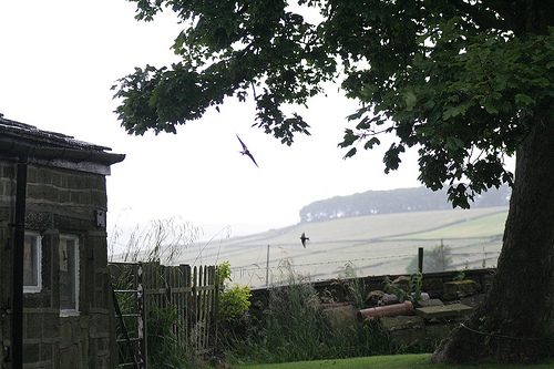 Swallows feeding under tree Swallows feeding under tree